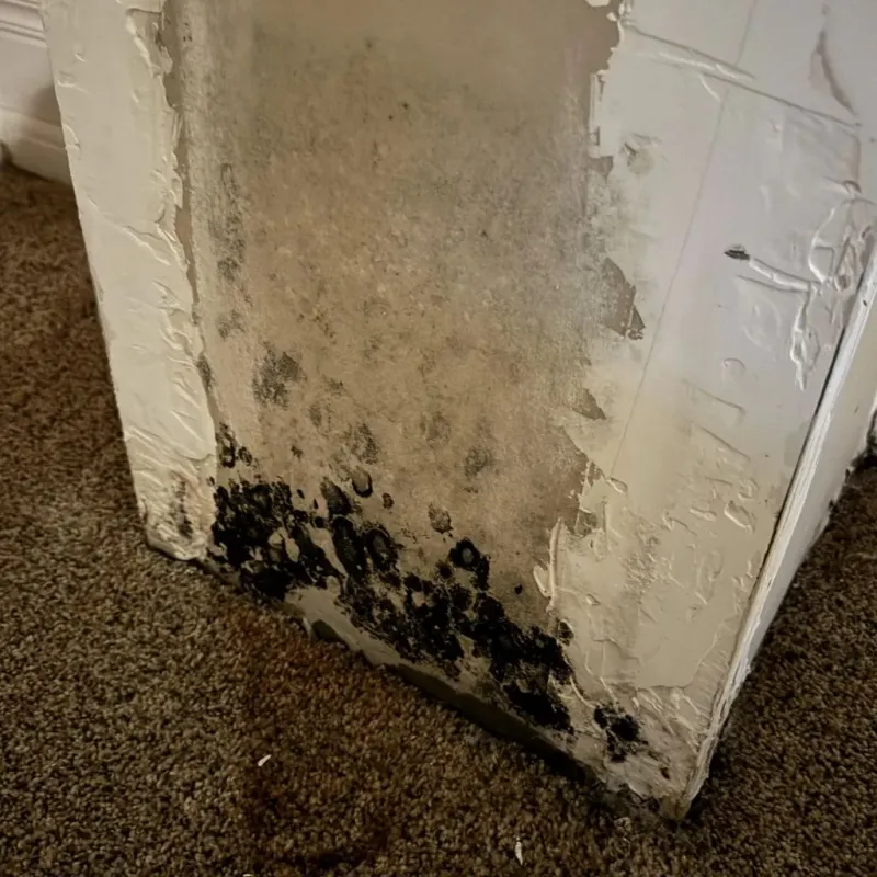 Professional Mold Removal in Los Alamos County, NM
